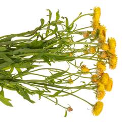 Helicrisum gelb 70cm