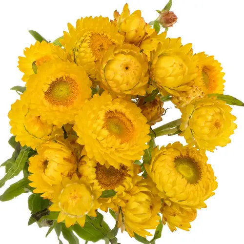Helicrisum gelb 70cm