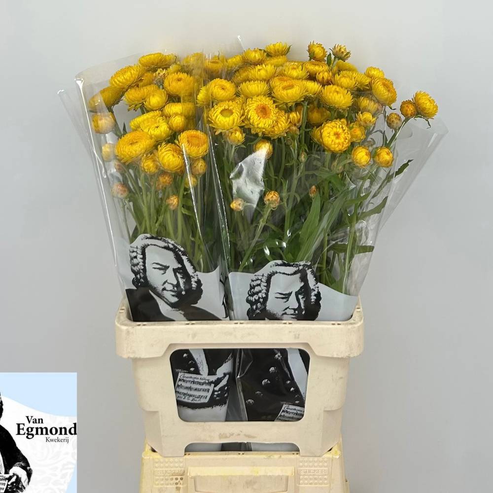 Helicrisum gelb 70cm