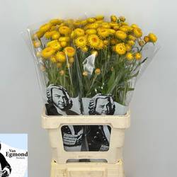 Helicrisum gelb 70cm