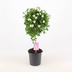 Solanum Jasminoides auf Stamm T19 H075