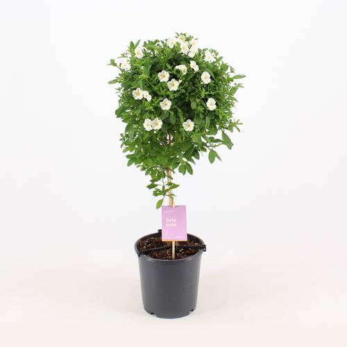 Solanum Jasminoides auf Stamm T19 H075