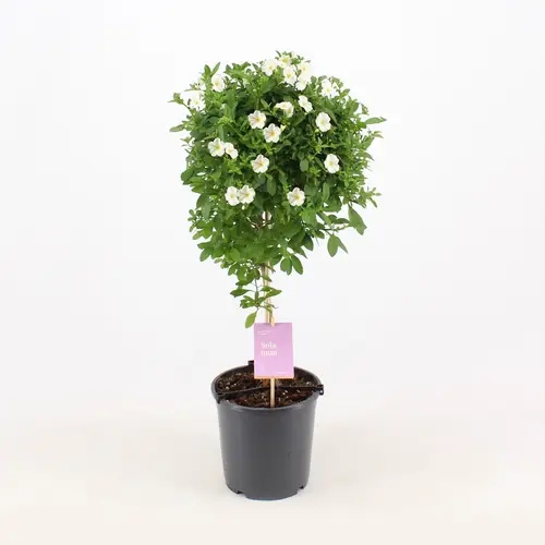 Solanum Jasminoides auf Stamm T19 H075