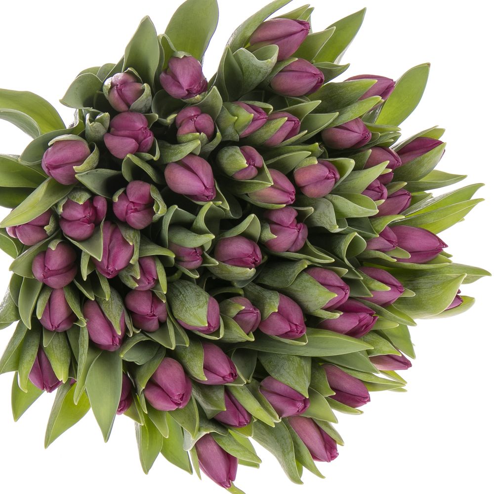 Tulpe lila Gomera 32 Gramm