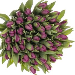 Tulpe lila Gomera 32 Gramm