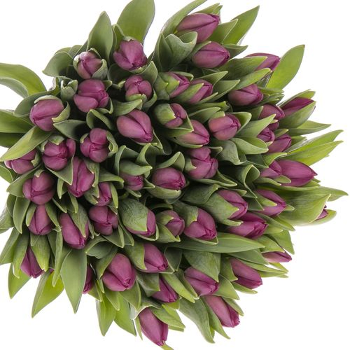 Tulpe lila Gomera 32 Gramm
