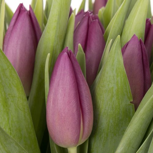 Tulpe lila Gomera 32 Gramm