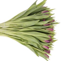 Tulpe lila Gomera 32 Gramm