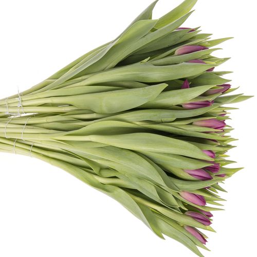 Tulpe lila Gomera 32 Gramm