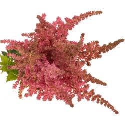 Spirea lachs Coral Island 60cm