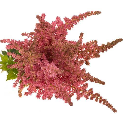 Spirea lachs Coral Island 60cm