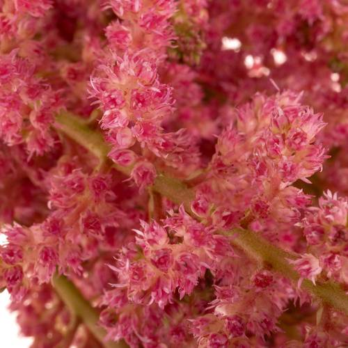 Spirea lachs Coral Island 60cm