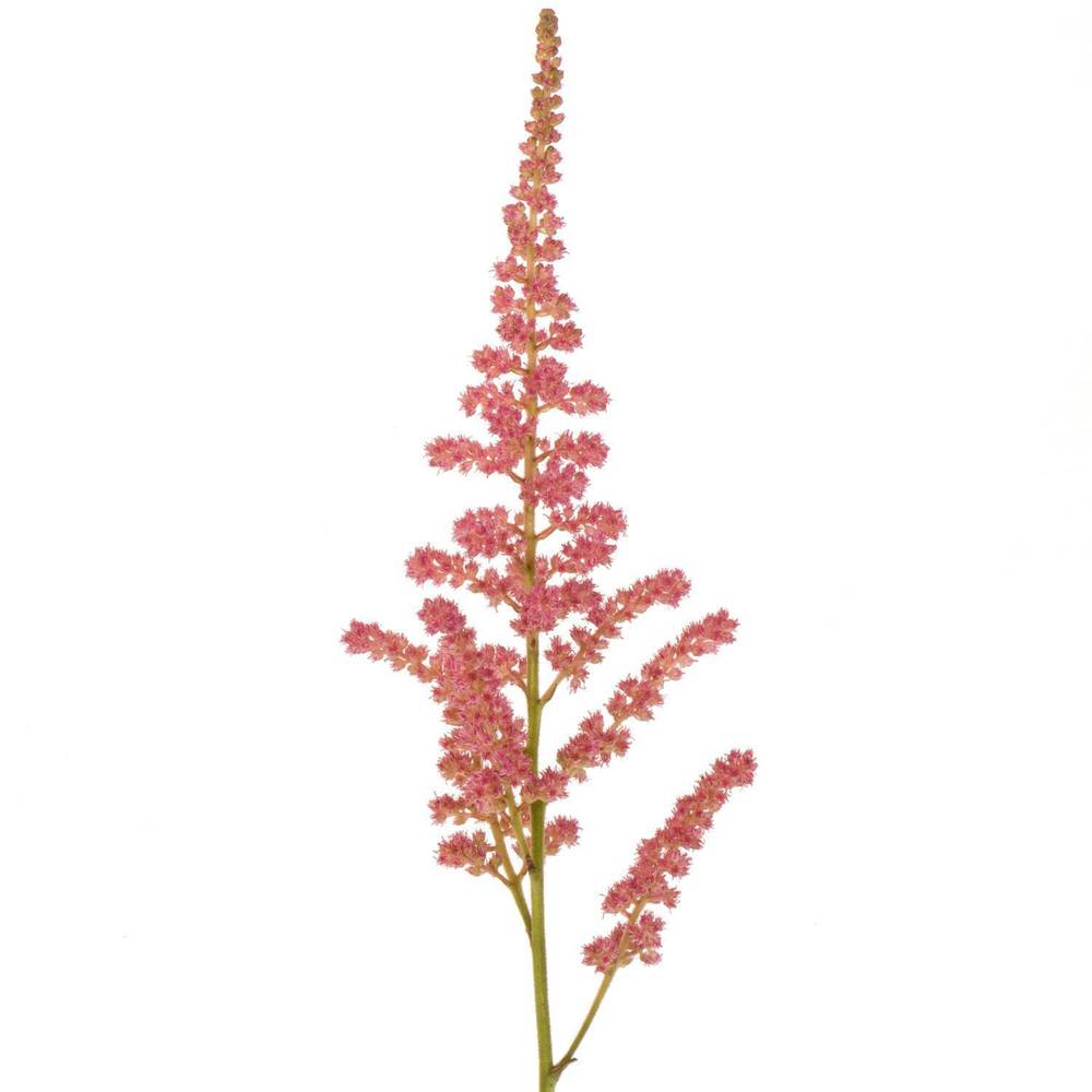 Spirea lachs Coral Island 60cm