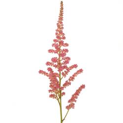 Spirea lachs Coral Island 60cm