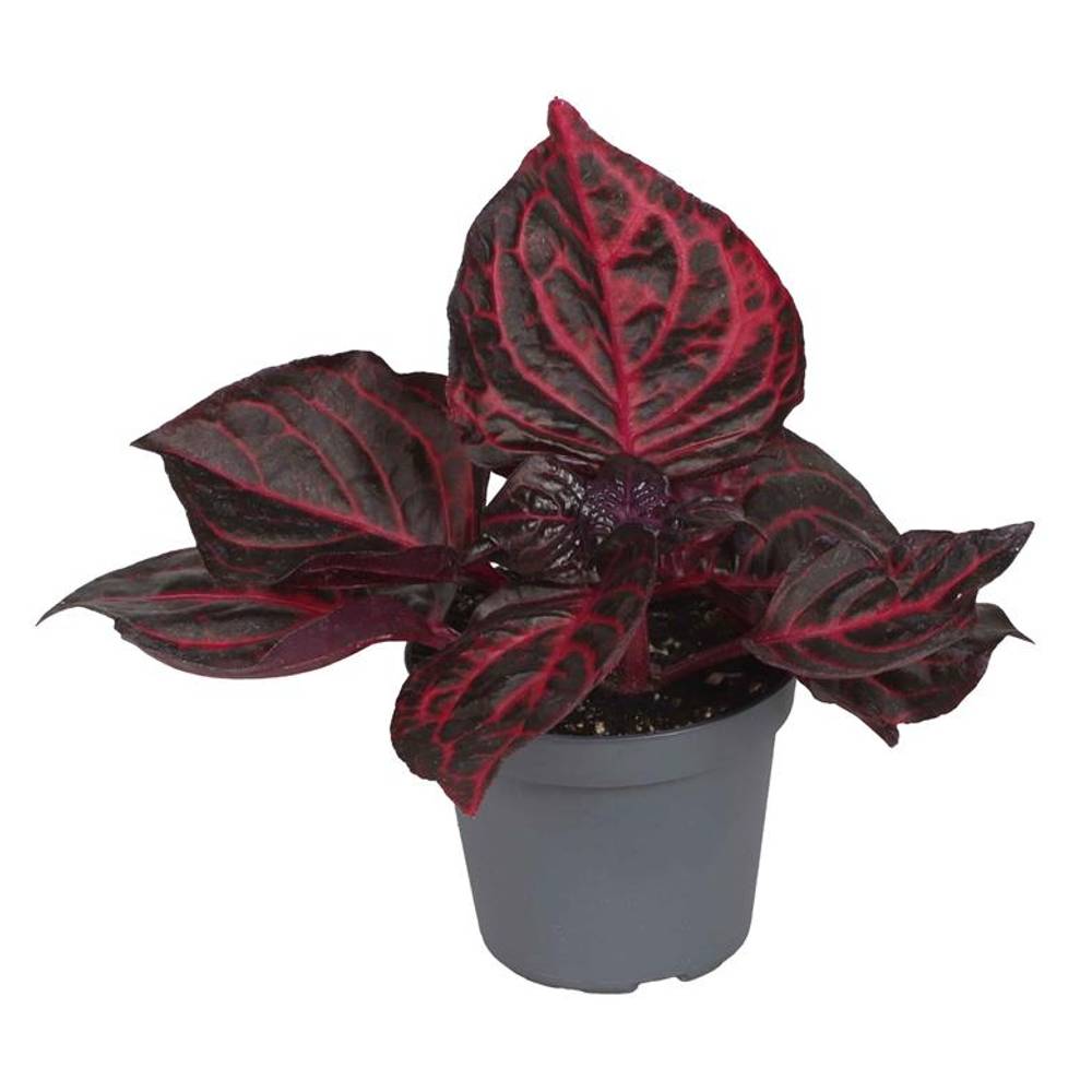 Iresine Herbstii Bloodleaf T06 H010