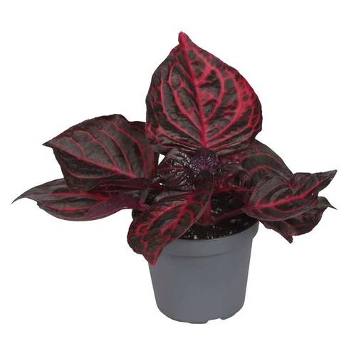 Iresine Herbstii Bloodleaf T06 H010