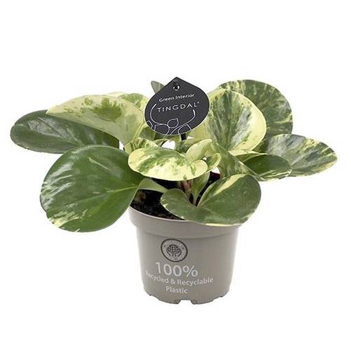 Peperomia Obtusifolia Green Gold T11 H025