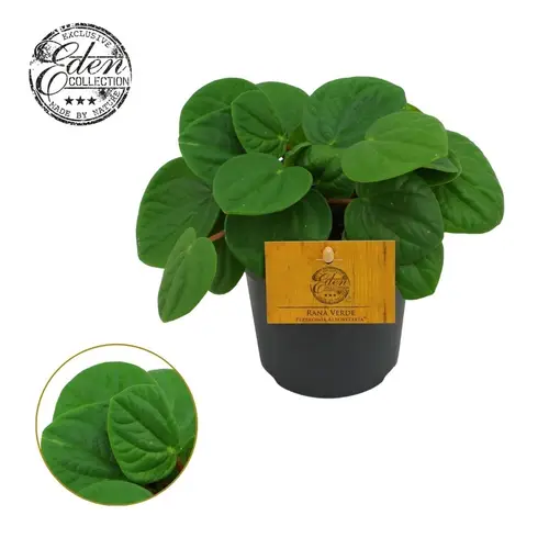 Peperomia Rana Verde T10,5 H15