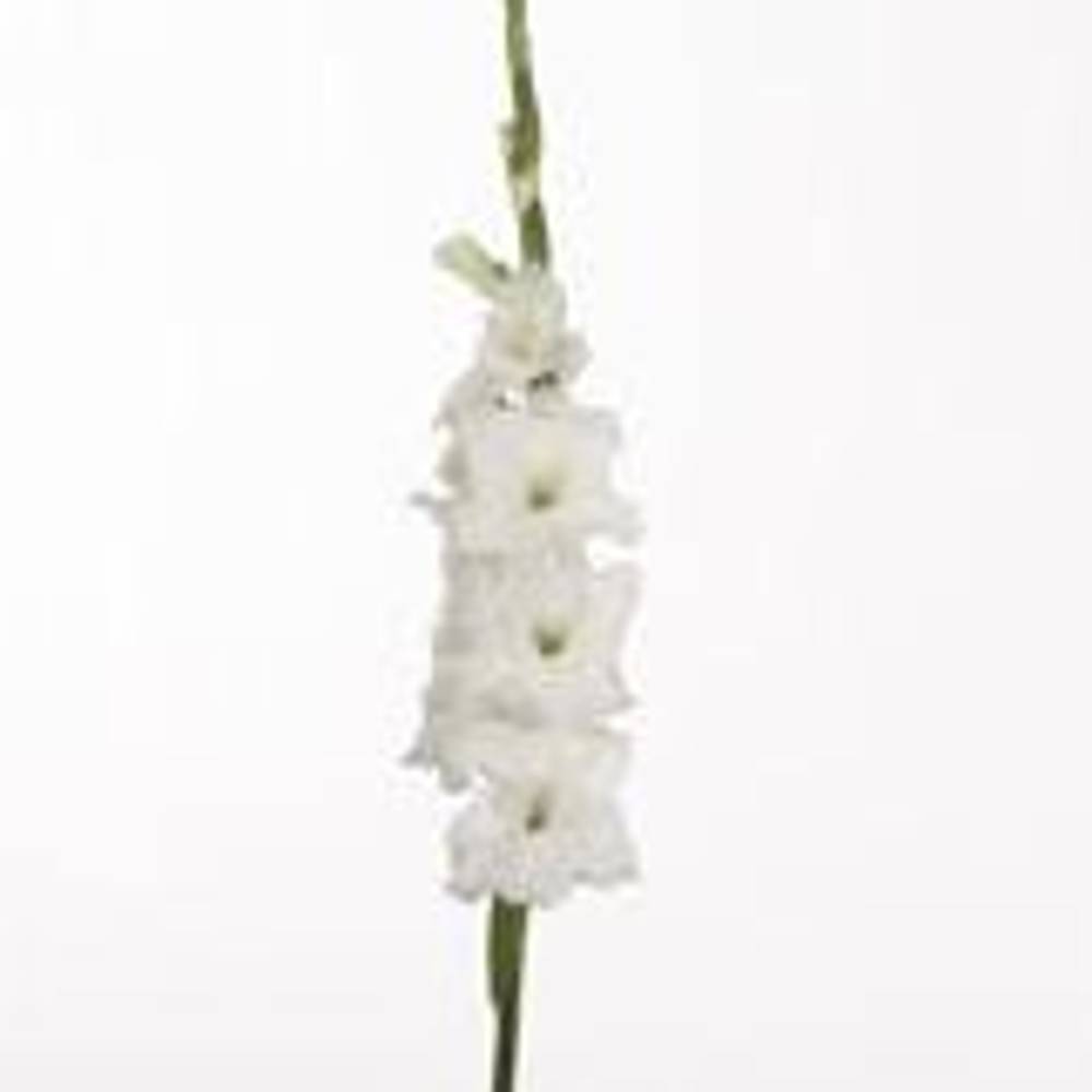 Gladiole weiss Essential 90cm
