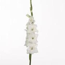 Gladiole weiss Essential 90cm