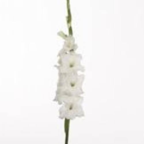Gladiole weiss Essential 90cm