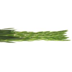 Gladiole weiss Essential 90cm