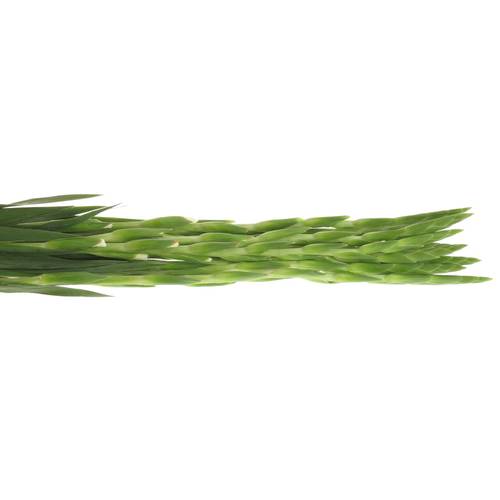 Gladiole weiss Essential 90cm
