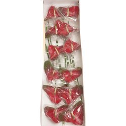 Anthurium rot Amore Blüte 13cm