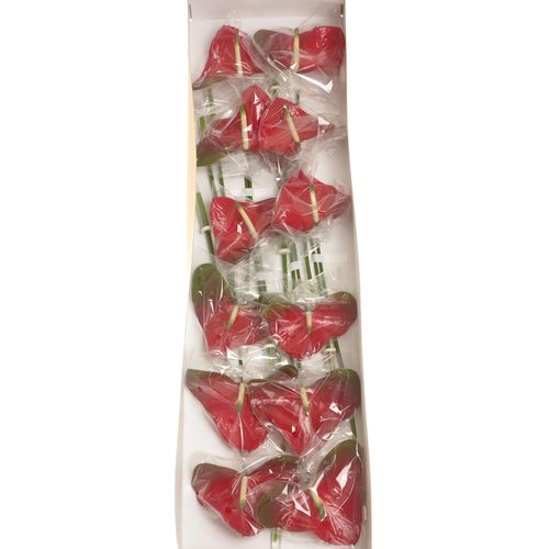 Anthurium rot Amore Blüte 13cm
