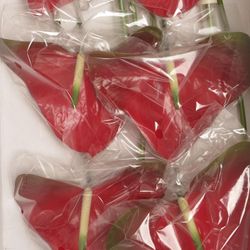 Anthurium rot Amore Blüte 13cm