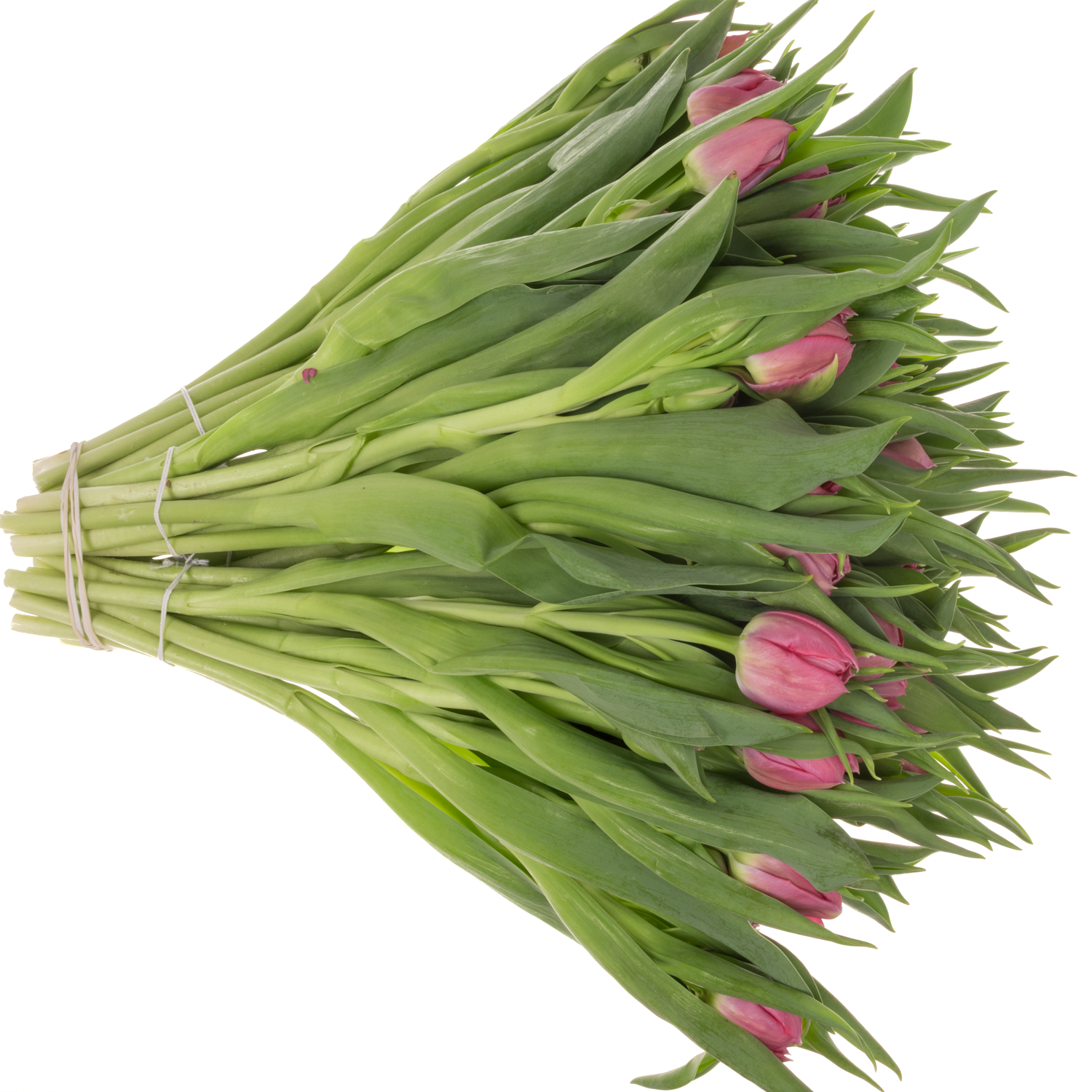 Tulpe rosa doppel Noen price 40 Gramm
