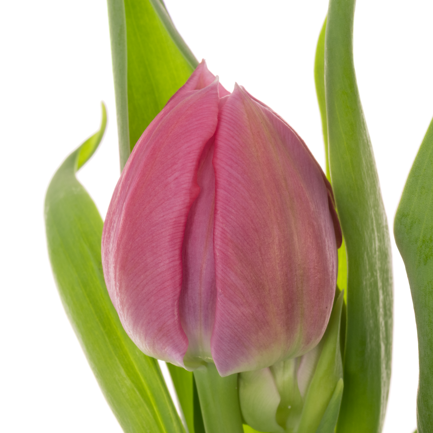 Tulpe rosa doppel Noen price 40 Gramm