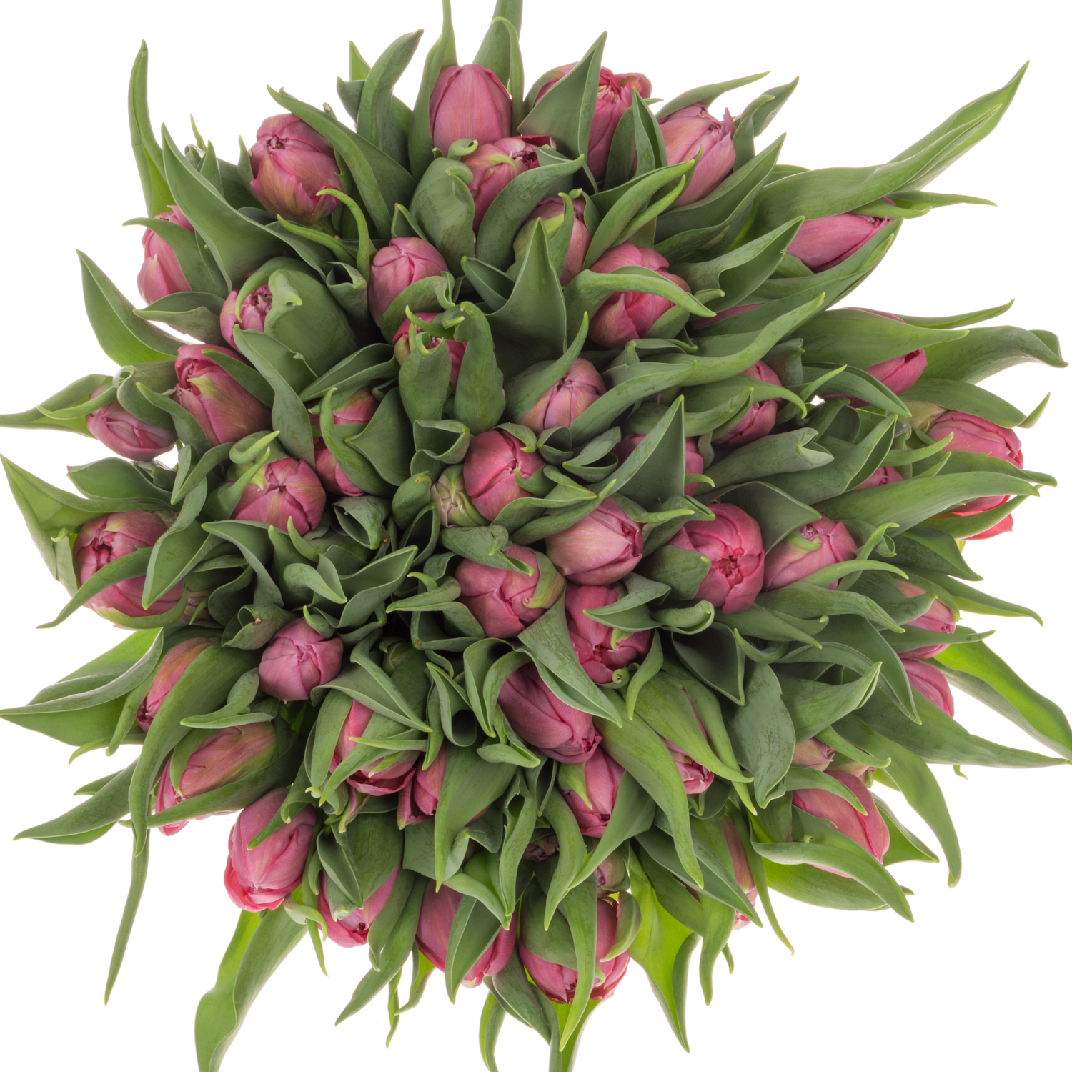 Tulpe rosa doppel Noen price 40 Gramm
