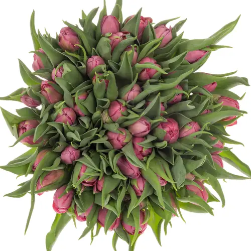 Tulpe rosa doppel Noen price 40 Gramm