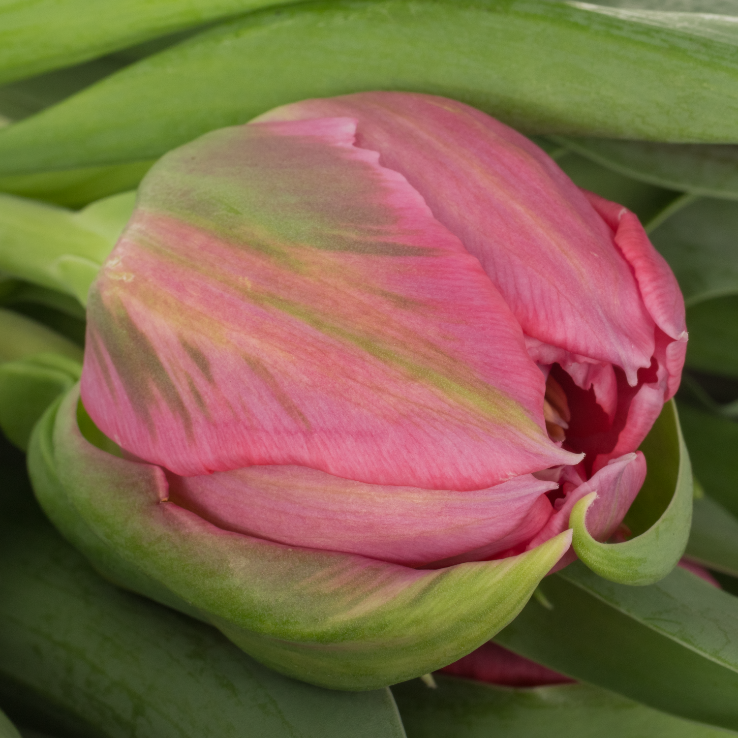 Tulpe rosa doppel Noen price 40 Gramm