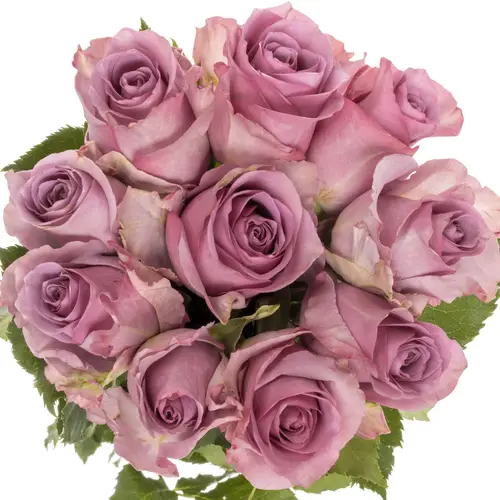 Rose lila Nightingale Muttertag 50cm