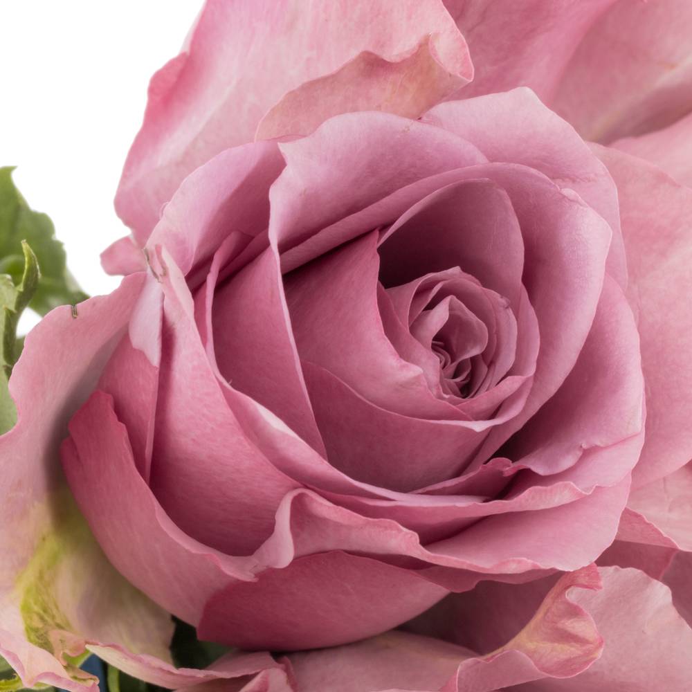 Rose lila Nightingale Muttertag 50cm