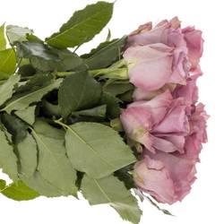 Rose lila Nightingale Muttertag 50cm