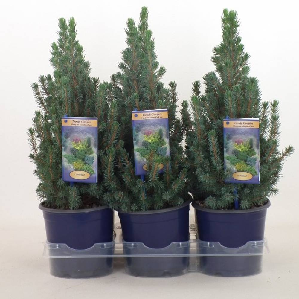 Picea Gl.Sanders Hue T15 H038