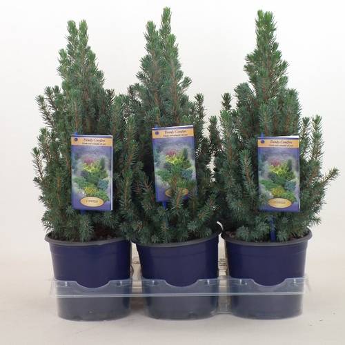 Picea Gl.Sanders Hue T15 H038