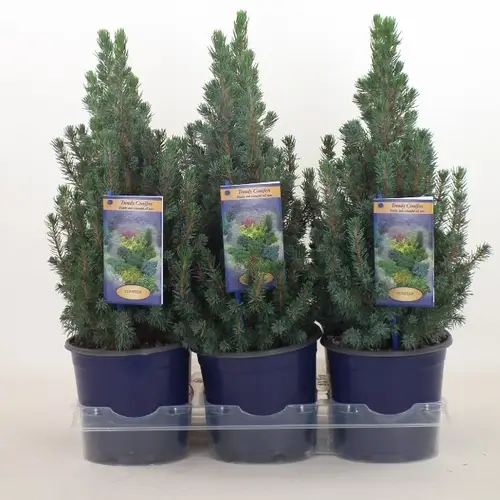 Picea Gl.Sanders Hue T15 H038