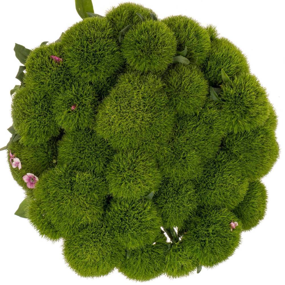 Bartnelke grün Kiwi Mellow 50cm x30