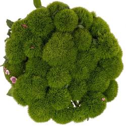 Bartnelke grün Kiwi Mellow 50cm x30