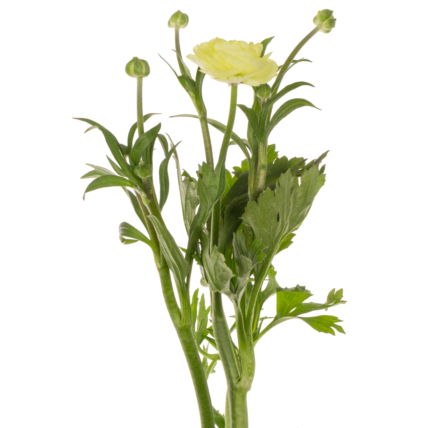 Ranunkel hell gelb Natura Moderna Limoncello 55cm