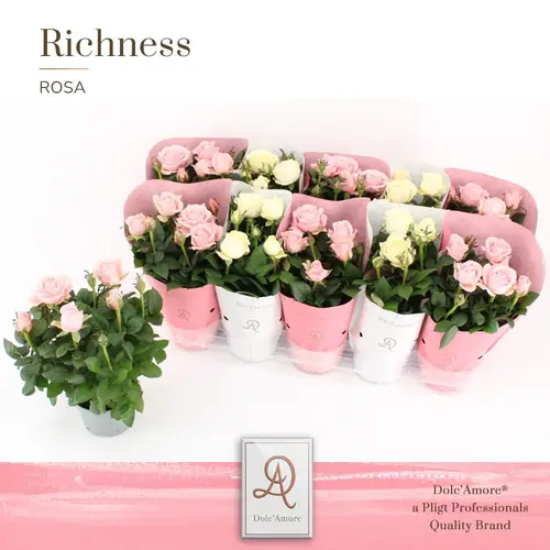 Rosa Infinity mix rosa/weiss T10,5 H025