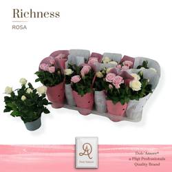 Rose rosa/weiss Infinity T10,5 H025