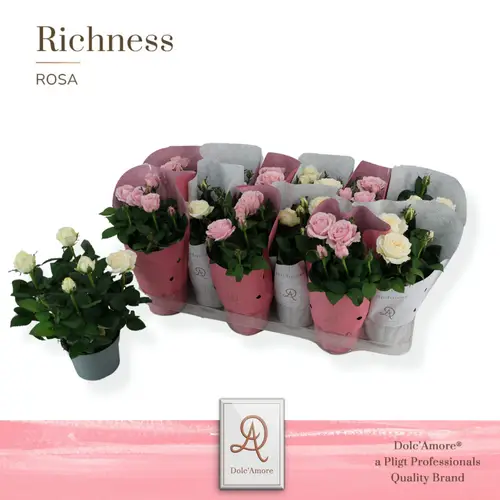 Rose rosa/weiss Infinity T10,5 H025