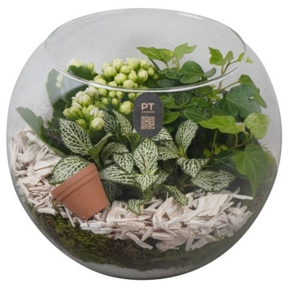 Kal.Arr PTIG2617 T20 H017