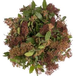 Viburnum grün/rot 50cm