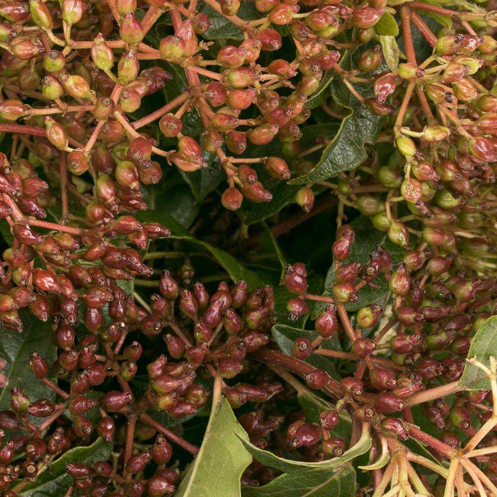 Viburnum grün/rot 50cm